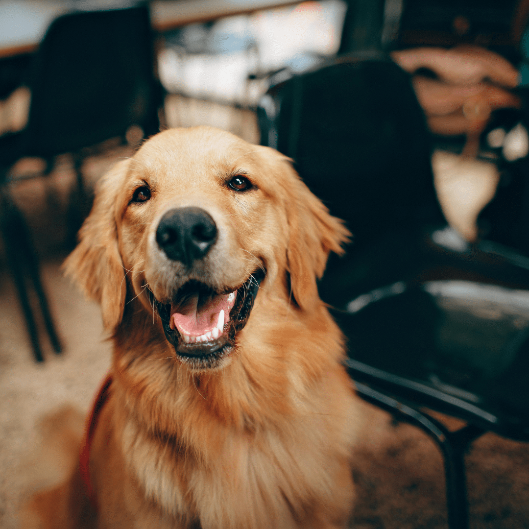 Dürfen Hunde Ananas essen? Ultimative Tipps & 5 Risiken vermeiden