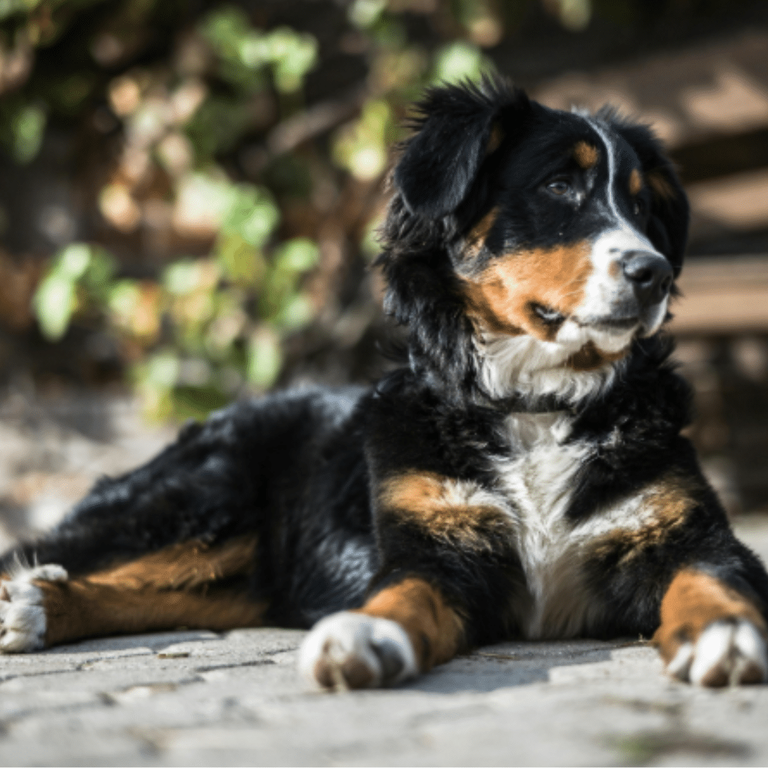 Berner Sennenhund: 10 starke Tipps für einen gesunden und glücklichen Hund