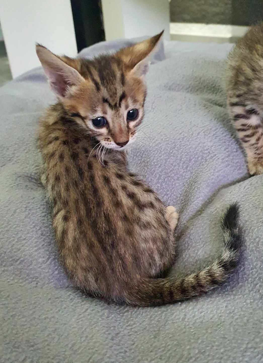 25.5.5_2 Servalkatze