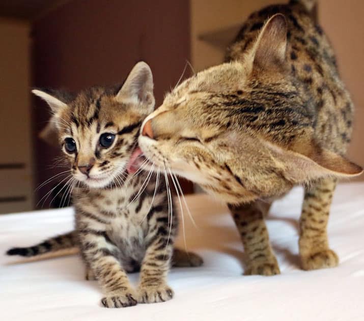 Servalkatze – Exotische Eleganz als Haustier?