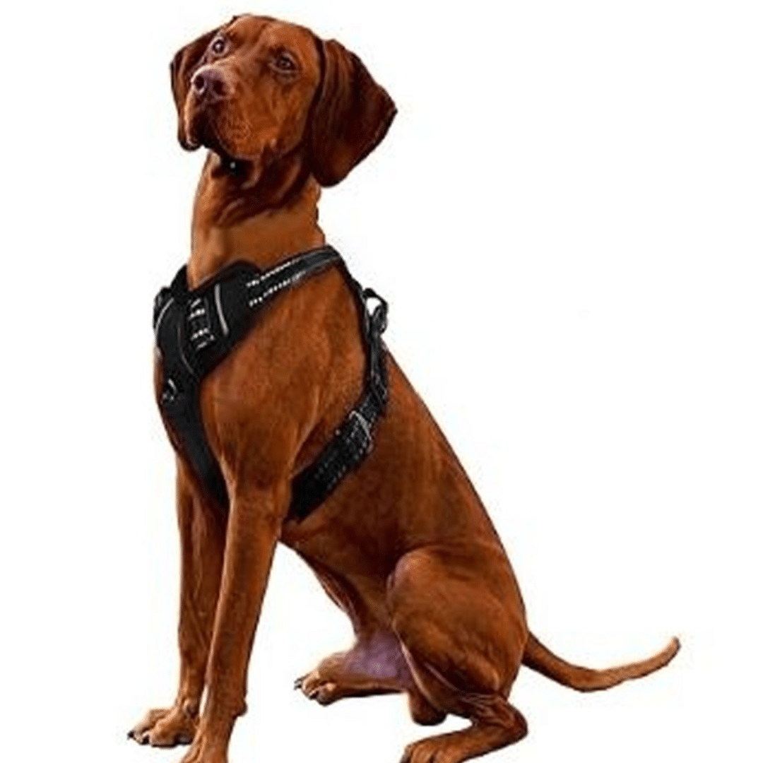yummyküche (1) Sicherheitsgeschirr Hund