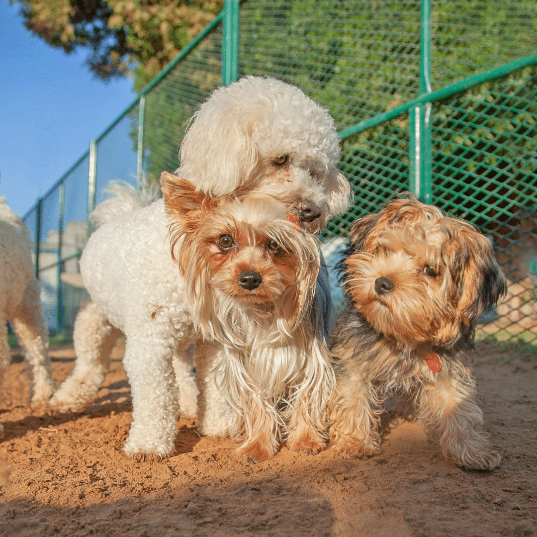 Tierheim kleine Hunde Mischlinge zu verschenken – 7 liebevolle Tipps
