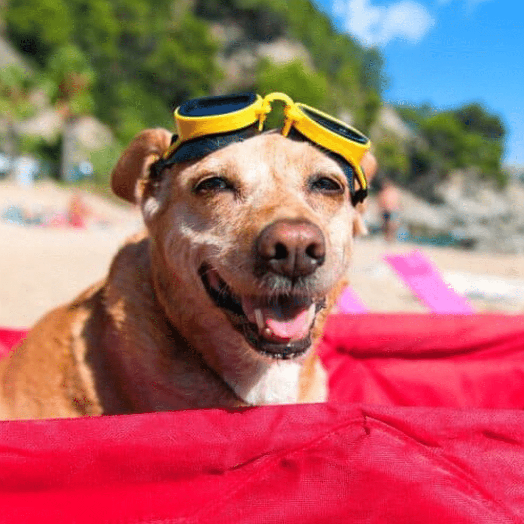 yummyküche (11) urlaub mit hund