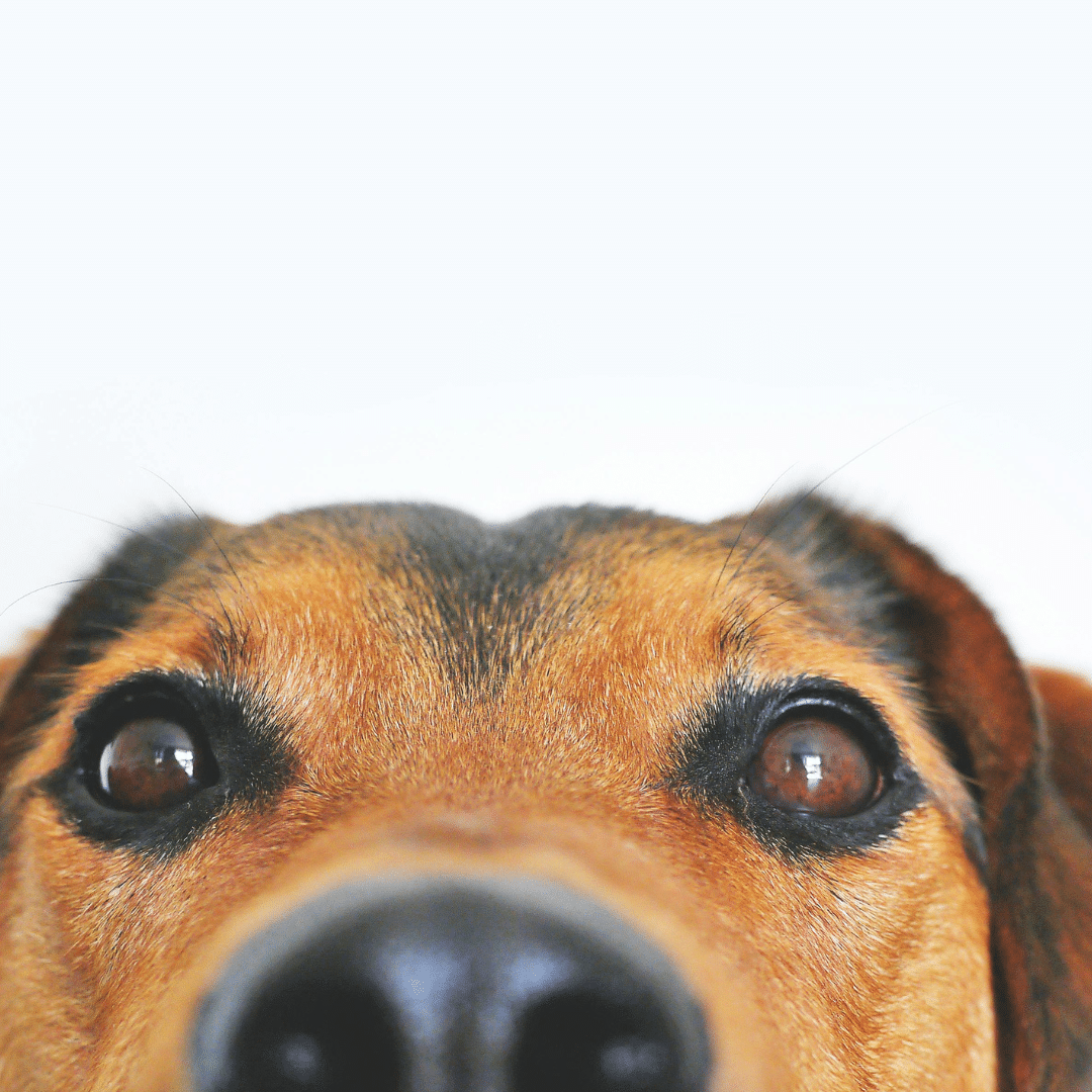 Tierkrankenversicherung Hund Vergleich: 5 starke Optionen & clever sparen