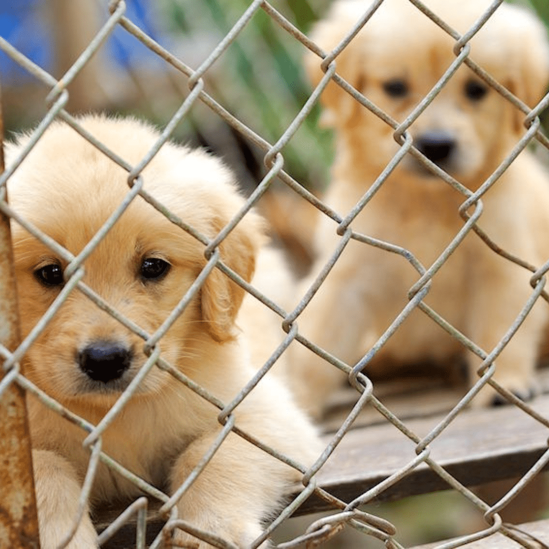 Tierheim Welpen: 7 wertvolle Tipps für die perfekte Adoption