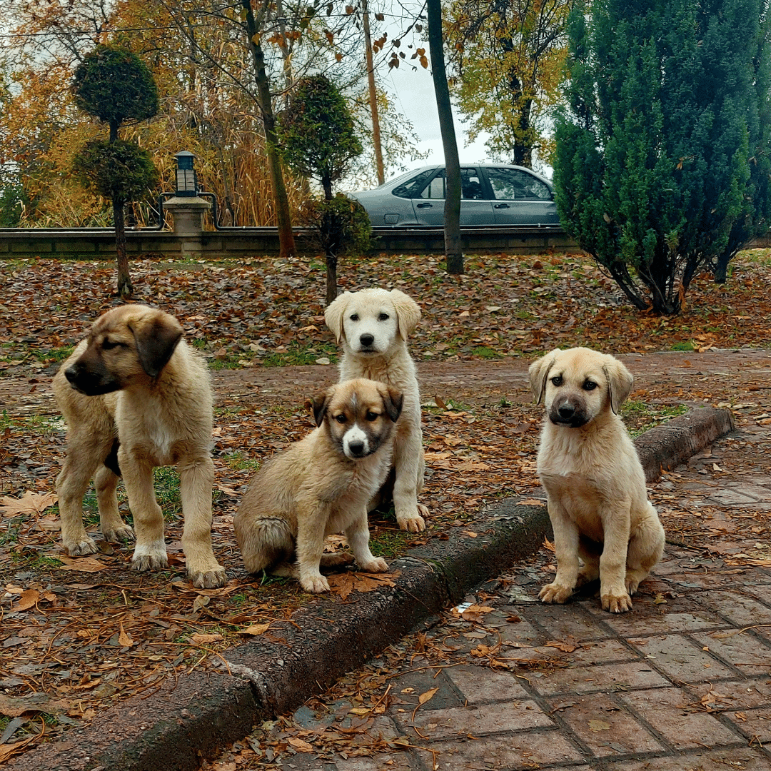 yummyküche (17) Tierheim kleine Hunde Mischlinge zu verschenken