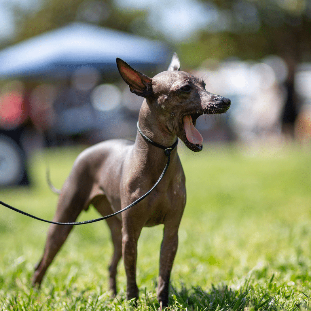 10 faszinierende Fakten zum Xolo Hund: Der haarlose Begleiter im Porträt (2025 Guide)