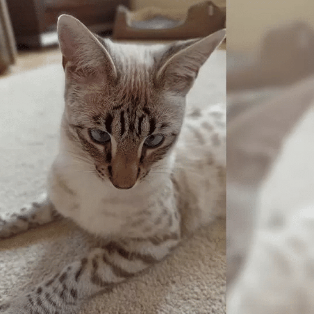 yummyküche (23) Serval Katze kaufen