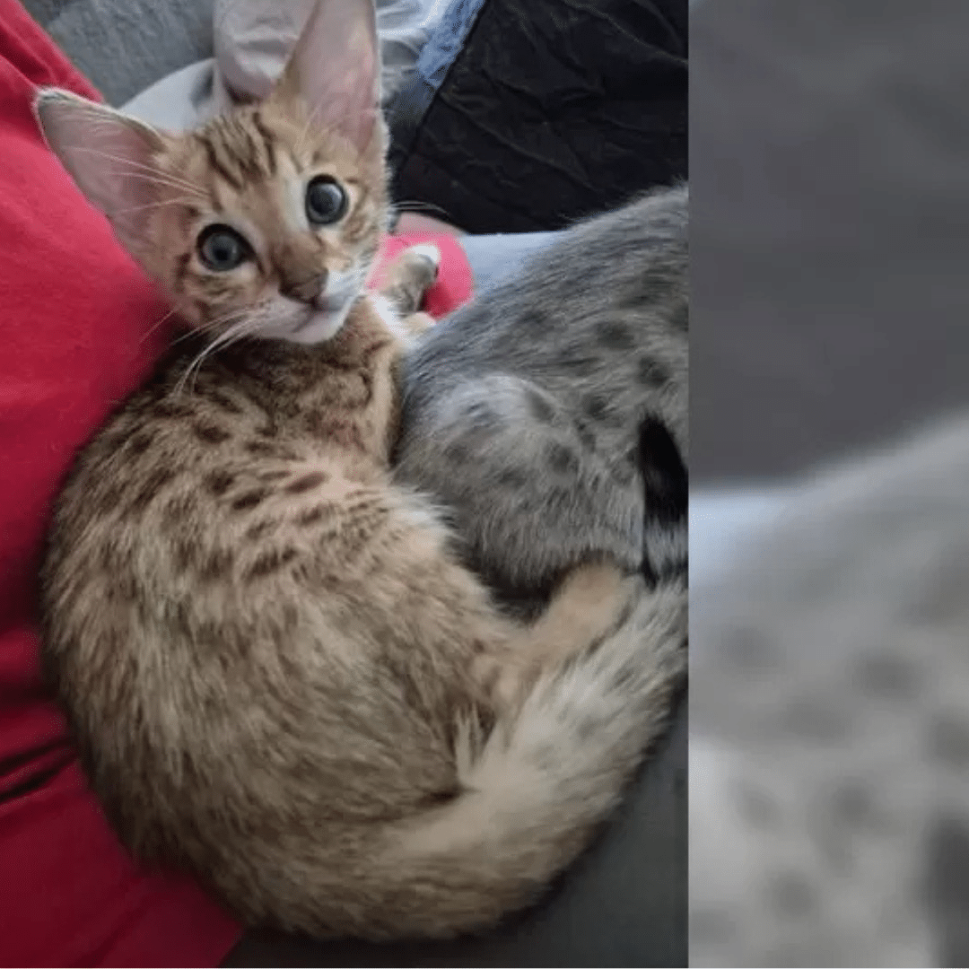 Serval Katze kaufen: Was du vor dem Kauf wissen musst