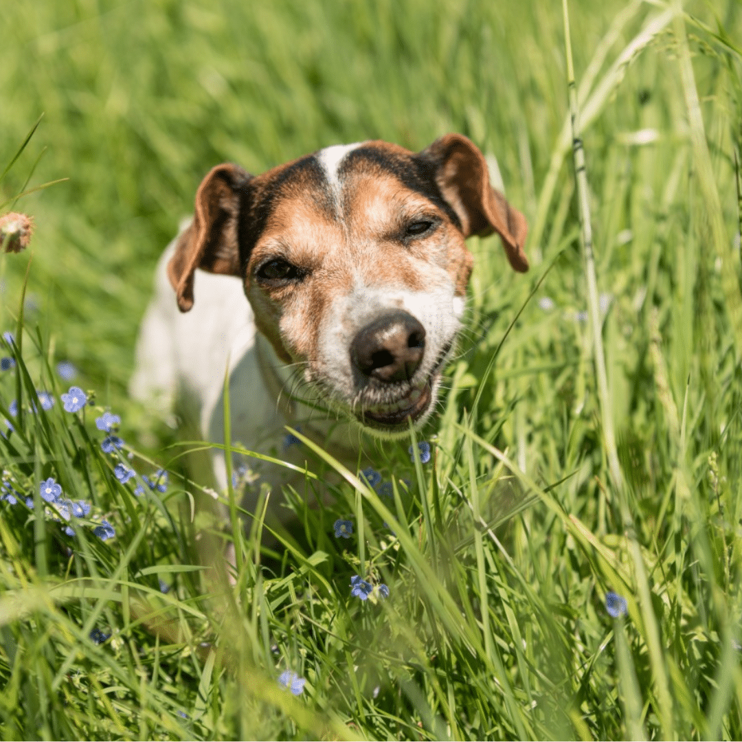 yummyküche (4) Warum fressen Hunde Gras?
