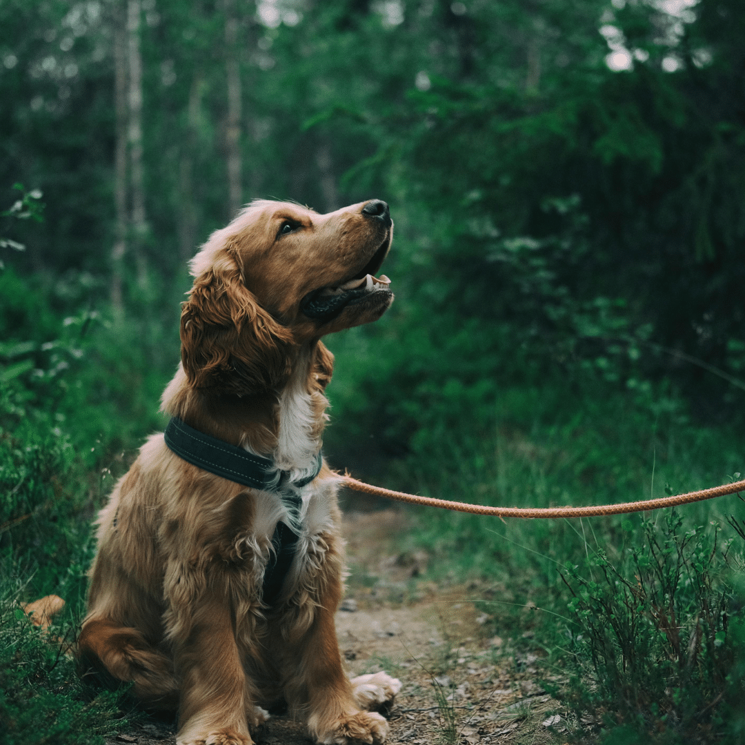 Regenbogenbrücke Hund: 5 Wege, um Trost beim Abschied zu finden