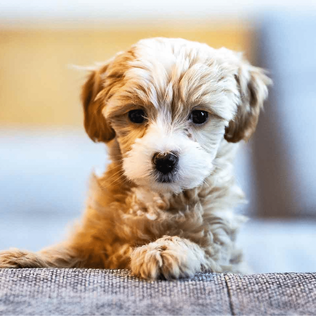Kleine Hunde suchen ein Zuhause Schweiz – 5 bewährte Tipps für die Adoption