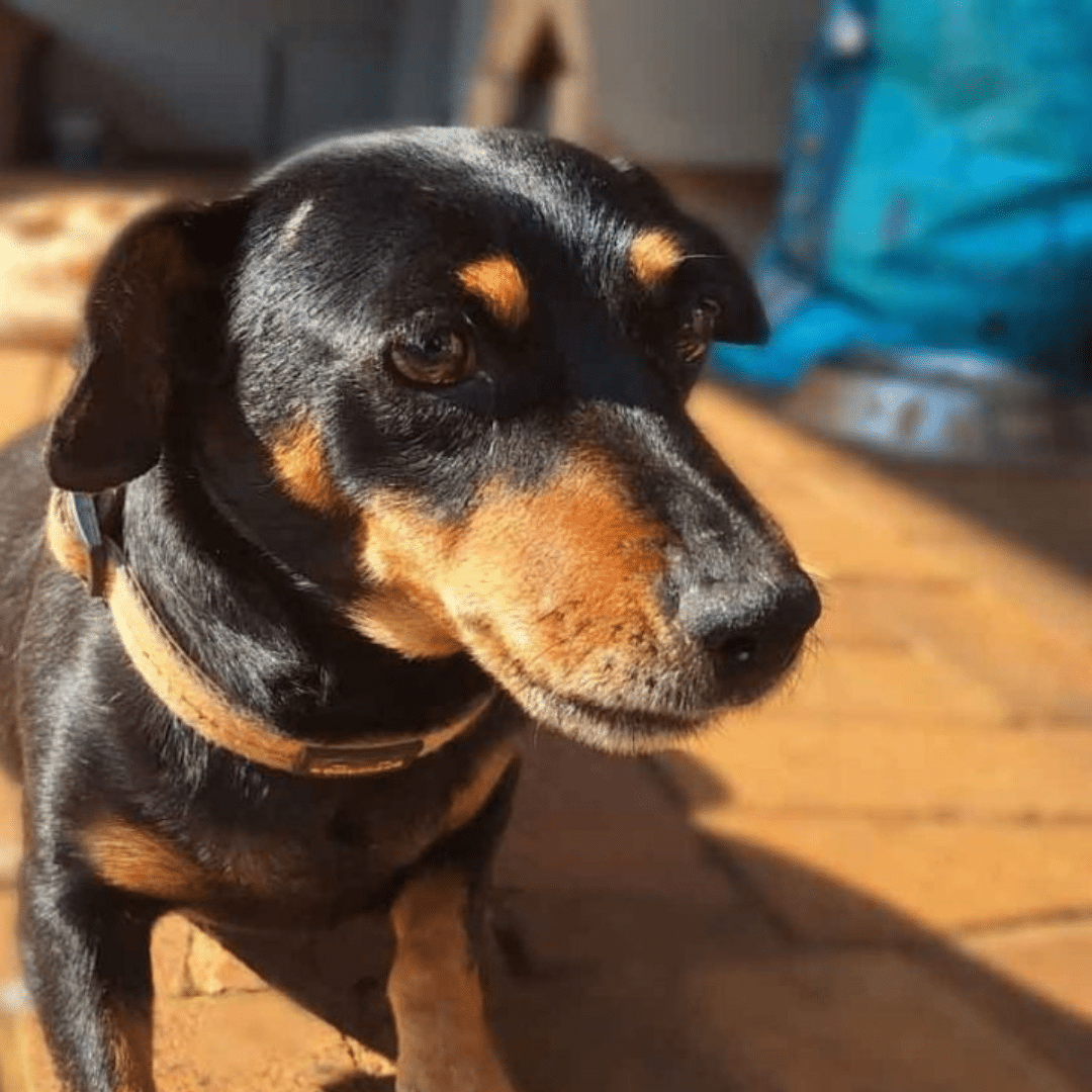 yummyküche (8) Kleine Hunde suchen ein Zuhause Schweiz – 5 bewährte Tipps für die Adoption